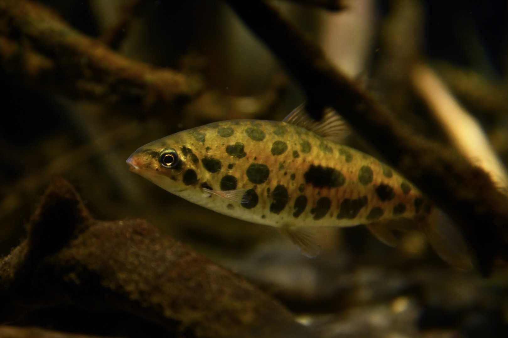 Hypomasticus megalepis