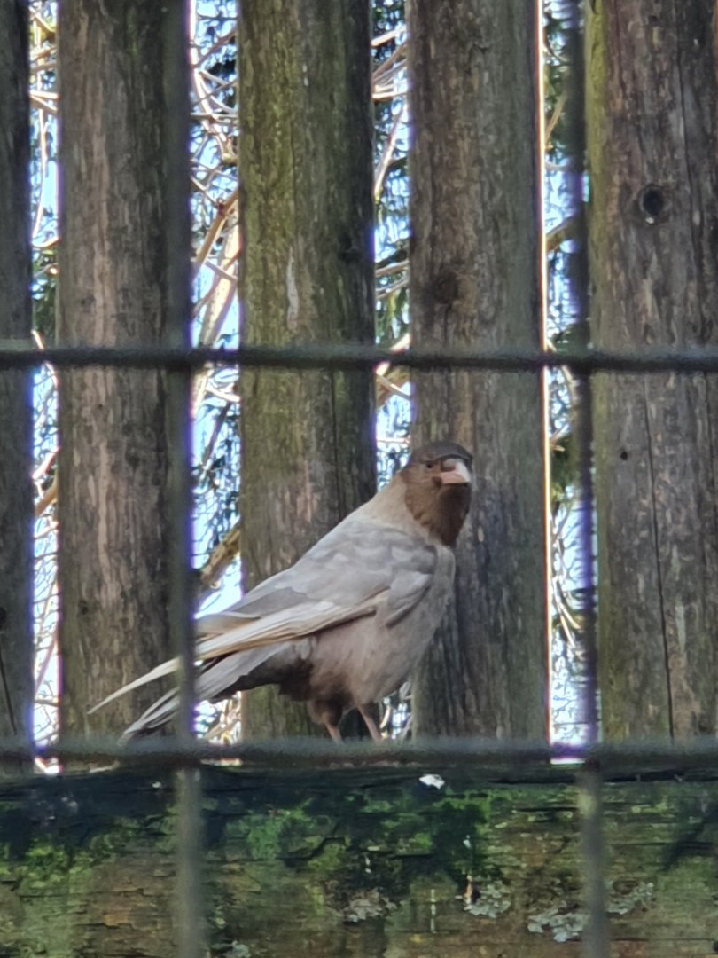Hypomelanistic(?) Carrion crow
