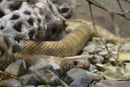 hypomelanistic kingsnake