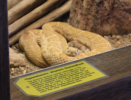 hypomelanistic rattlesnake