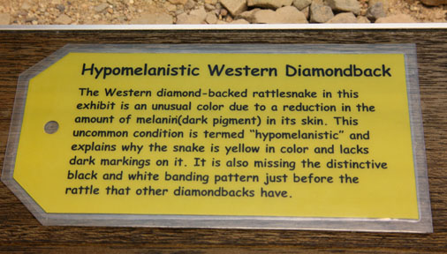 hypomelanistic rattlesnake