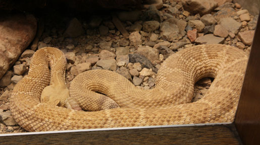 hypomelanistic rattlesnake