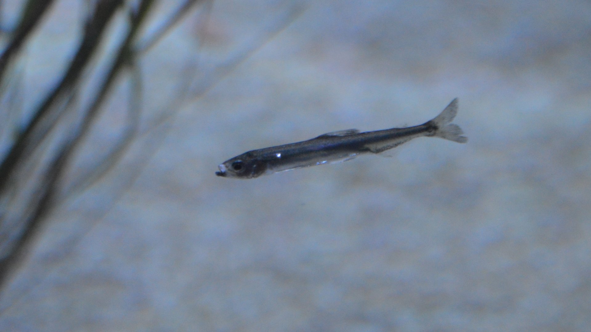 Hypomesus transpacificus