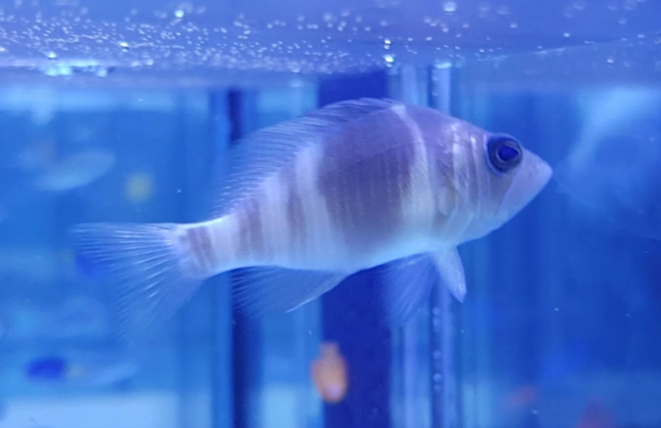 Hypoplectrus indigo - Indigo Hamet