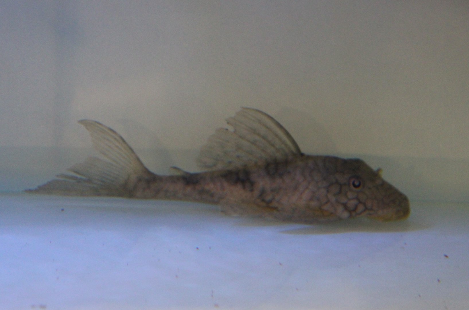 Hypostomus faveolus
