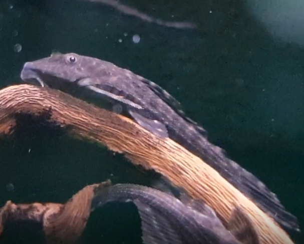 Hypostomus plecostomus