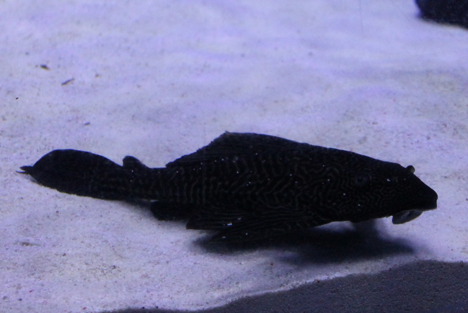 Hypostomus plecostomus