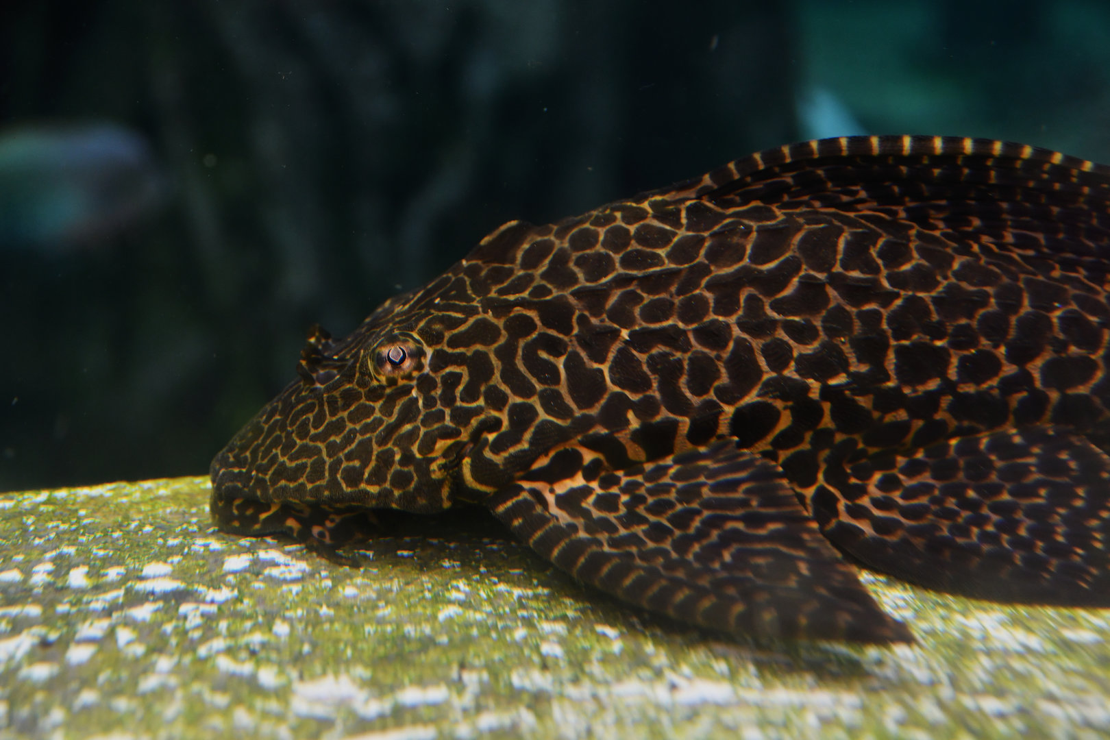 Hypostomus plecostomus