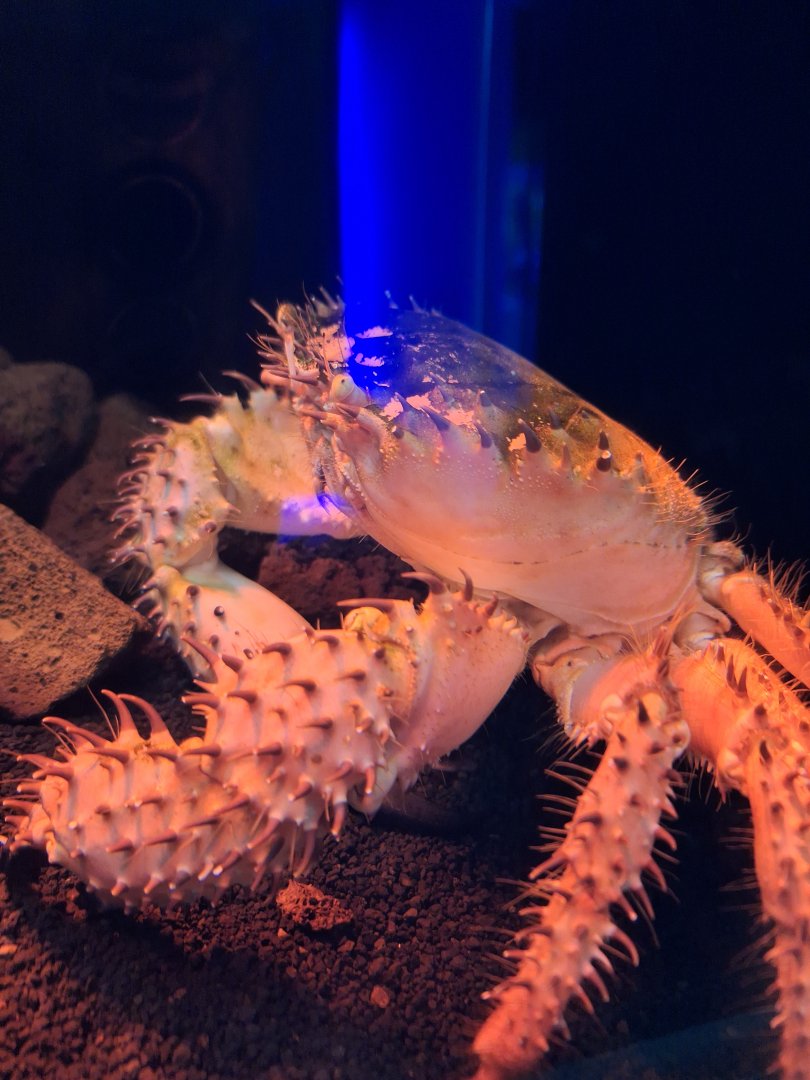 Hypothalassia armata