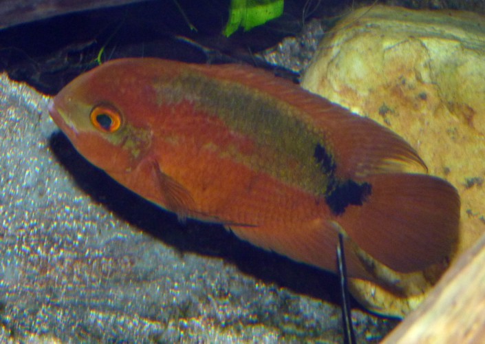 Hypselecara temporalis