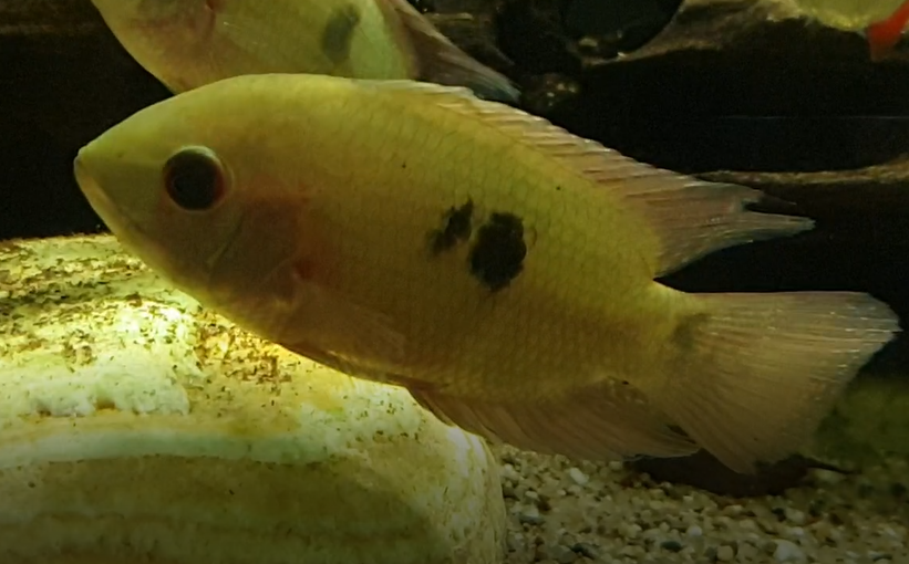 Hypselecara temporalis