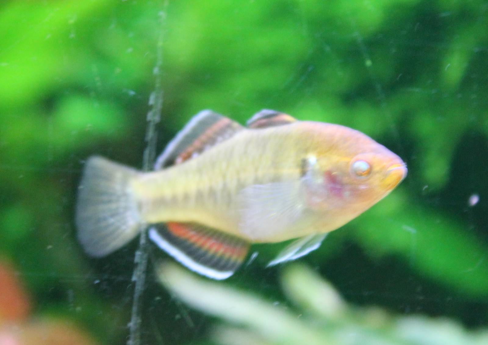 Hypseleotris compressa