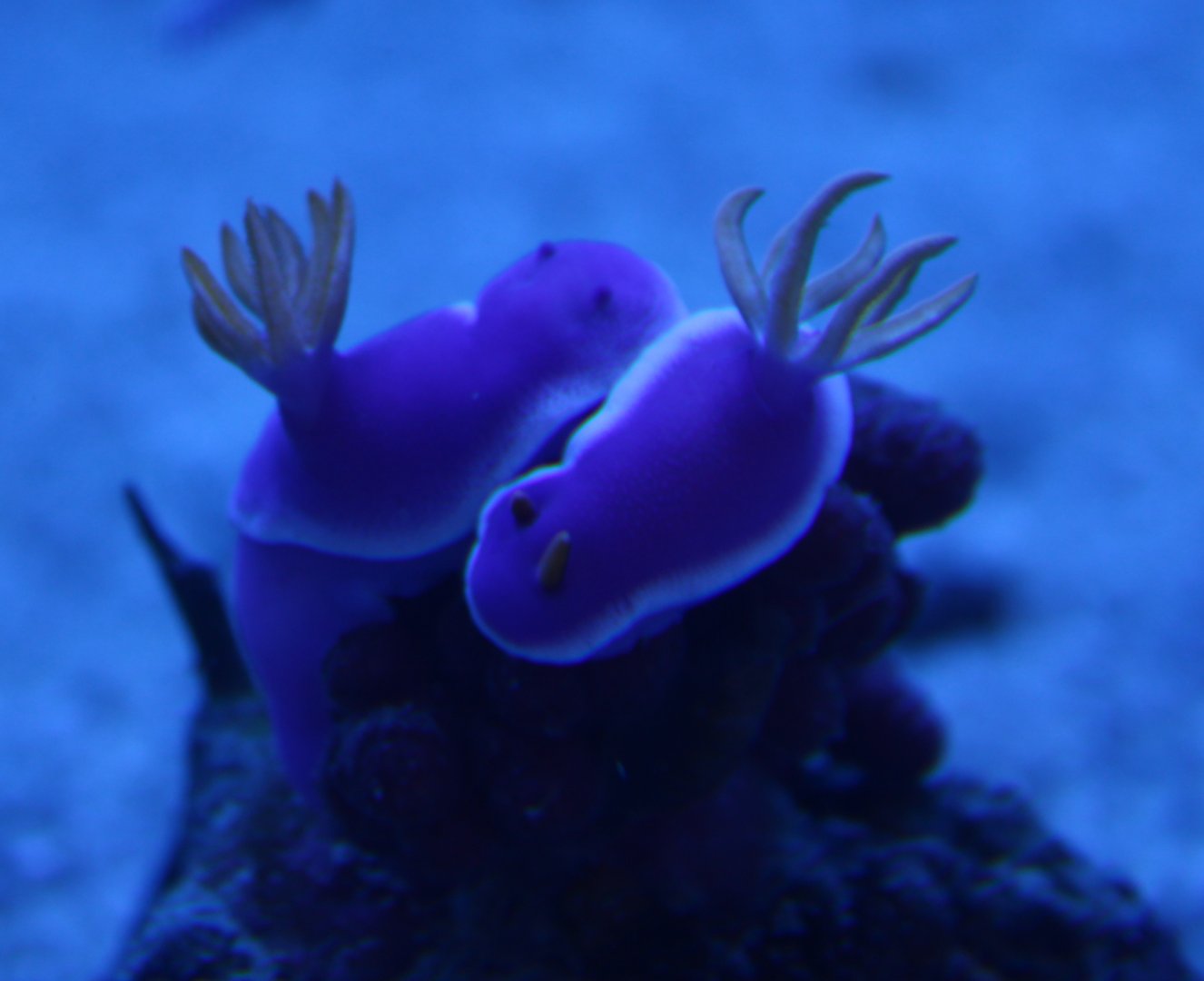 Hypselodoris bullocki