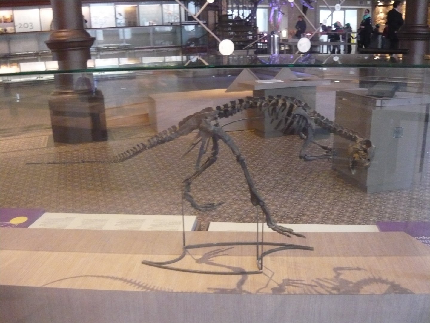 Hypsilophodon foxi skeleton
