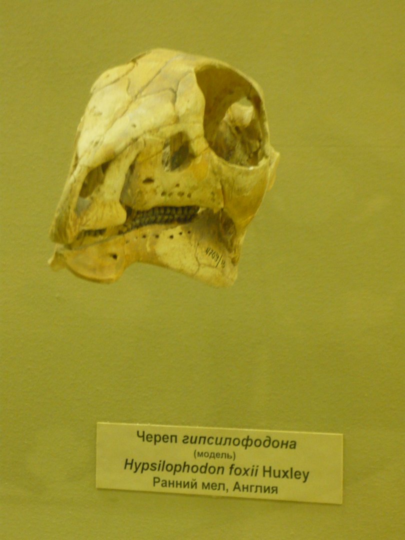 Hypsilophodon foxii skull (model)