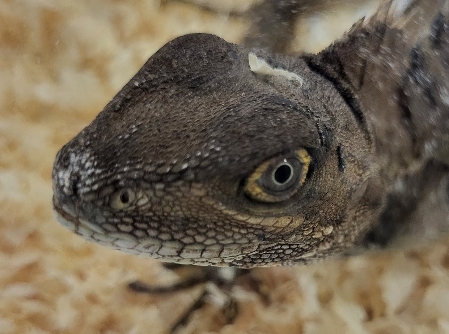 Hypsilurus godeffroyi