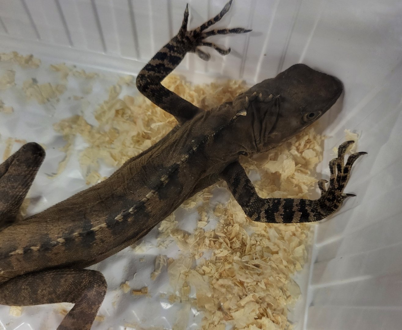 Hypsilurus godeffroyi