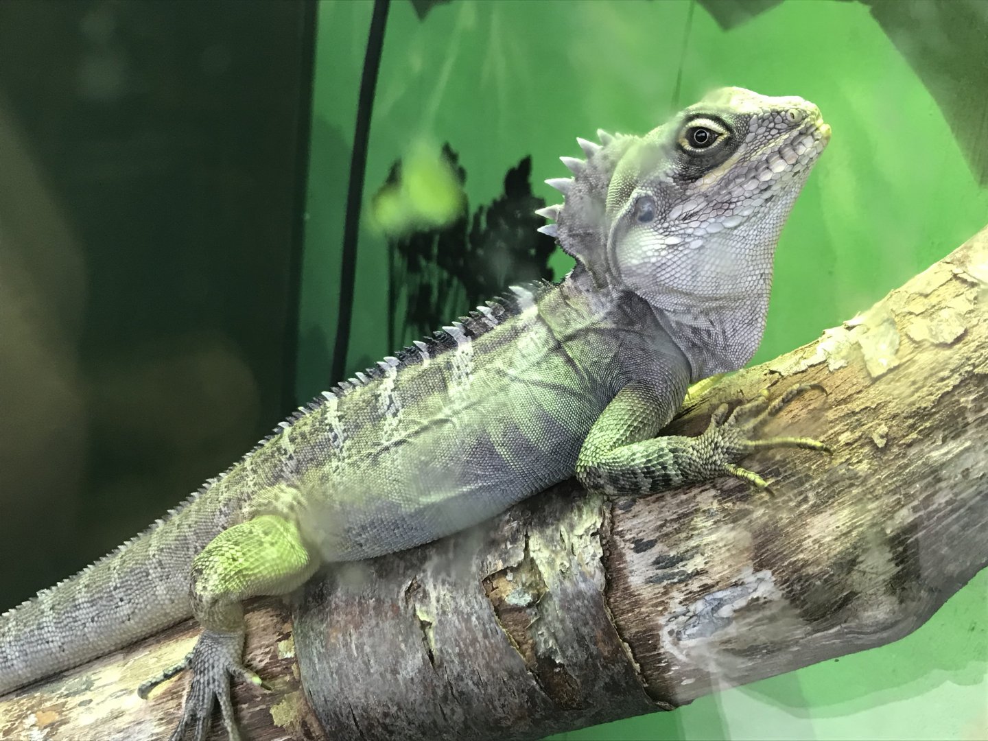 Hypsilurus magnus 241118