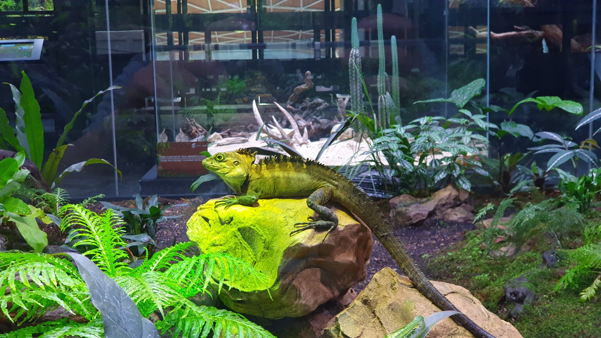 Hypsilurus sp. - Museum Komodo