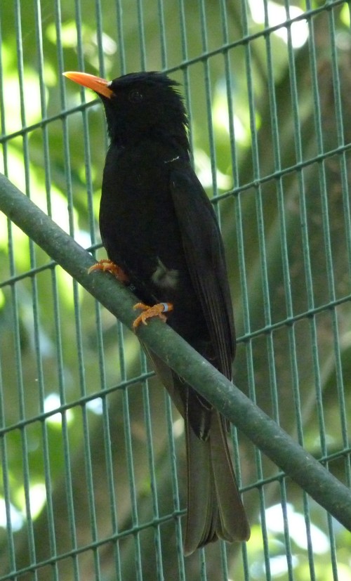 Hypsipetes madagascariensis