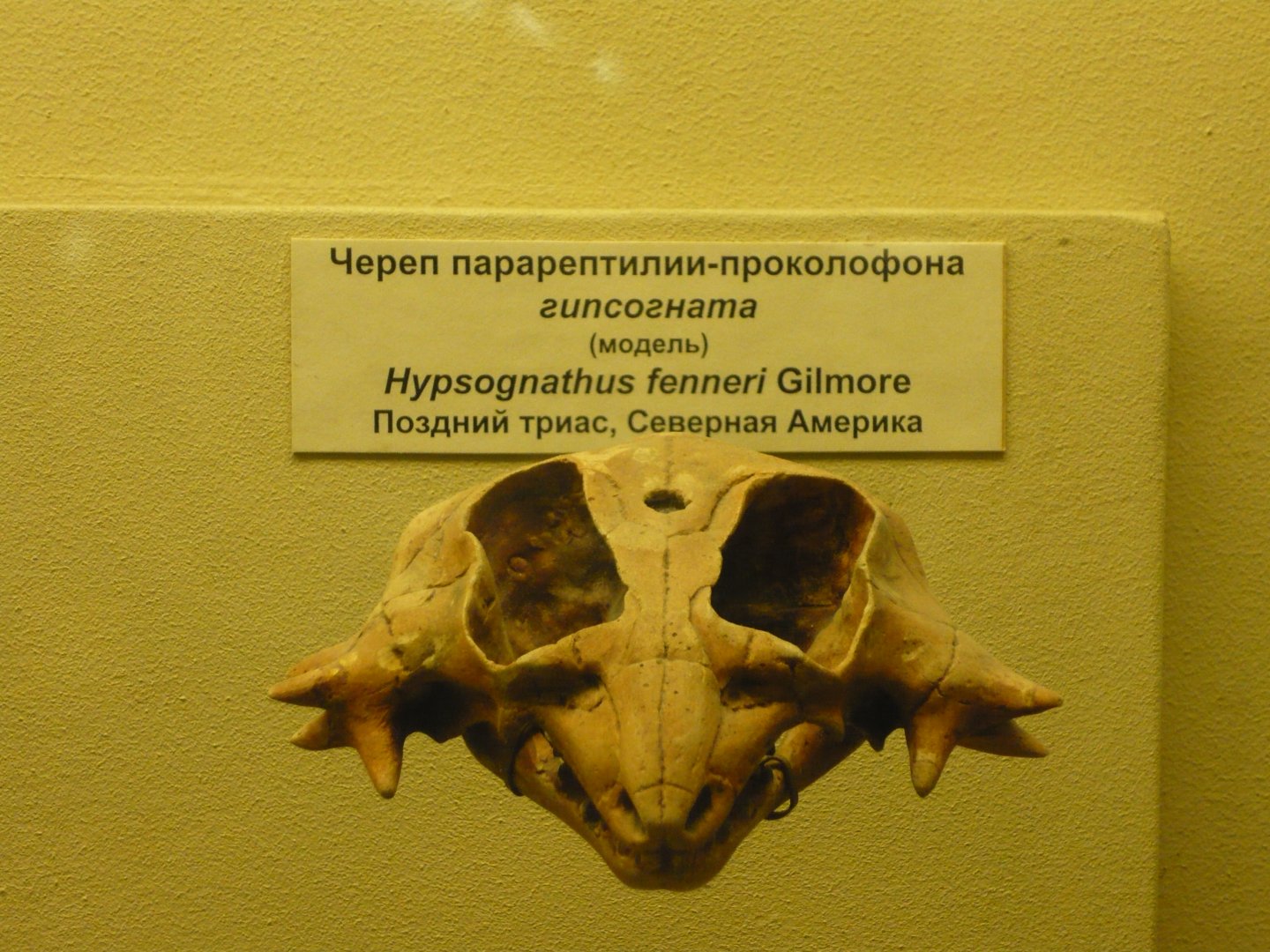Hypsognathus fenneri skull (model)