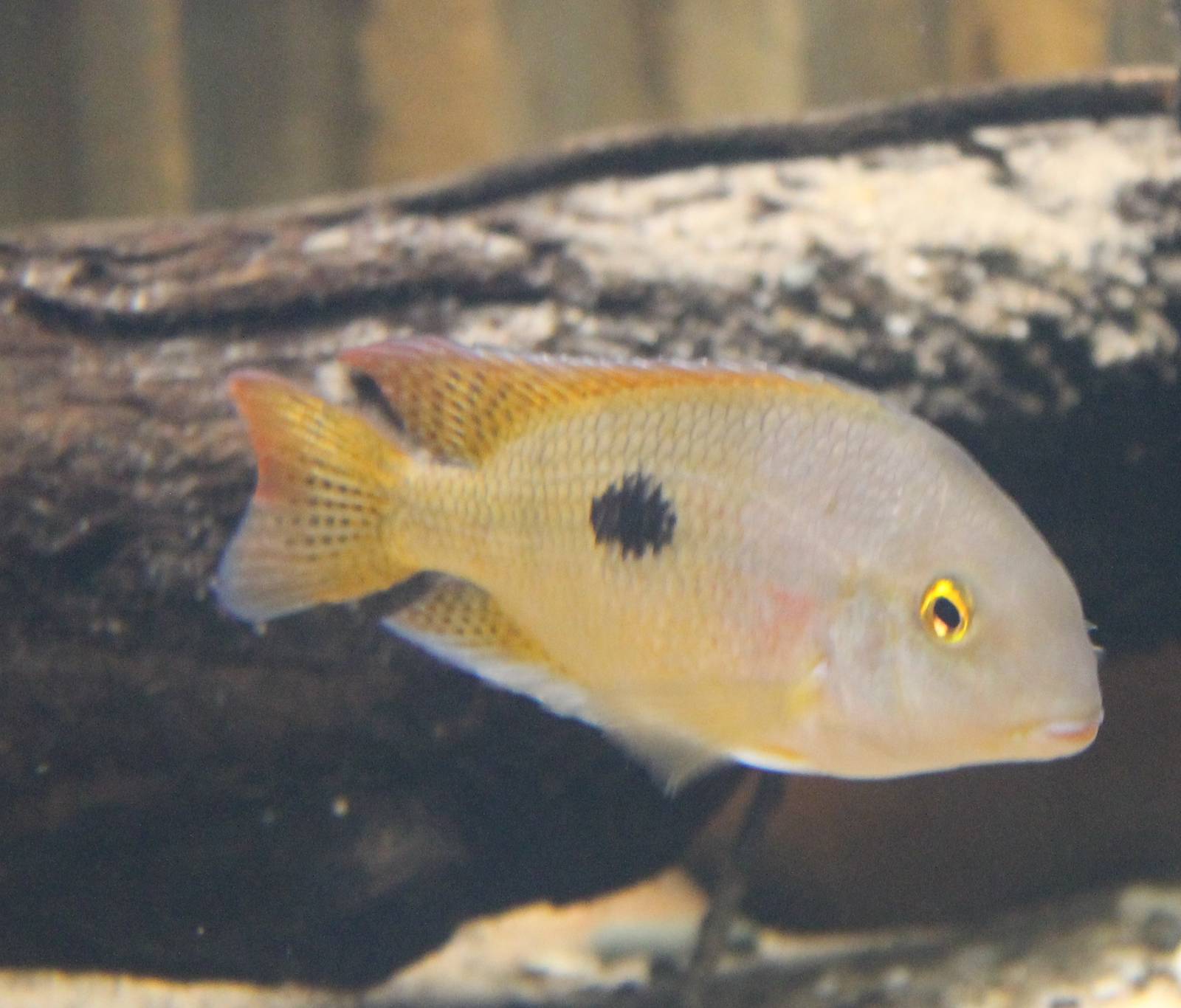 Hypsophrys nicaraguensis