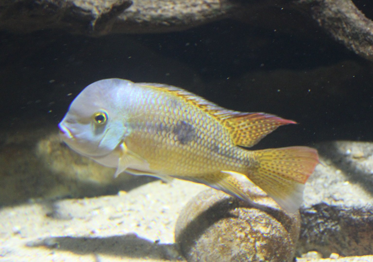 Hypsophrys nicaraguensis