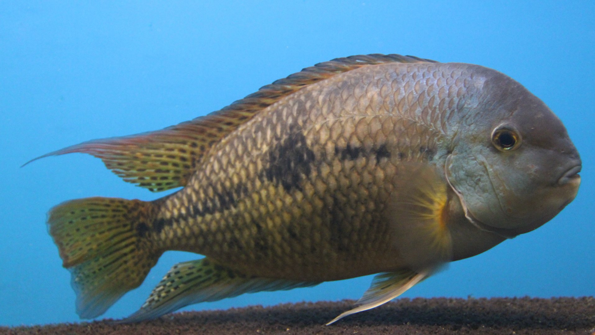 Hypsophrys nicaraguensis