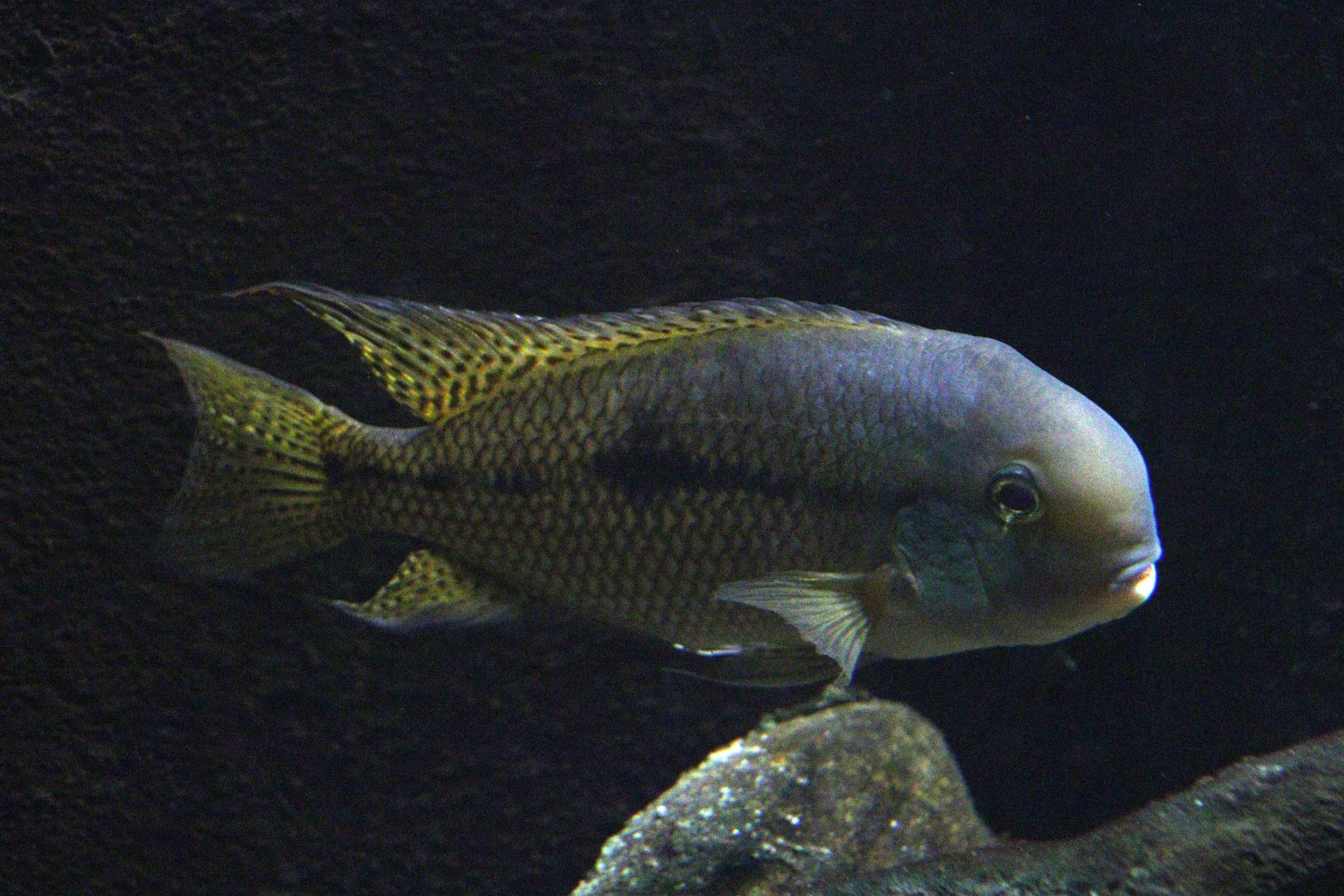 Hypsophrys nicaraguensis?