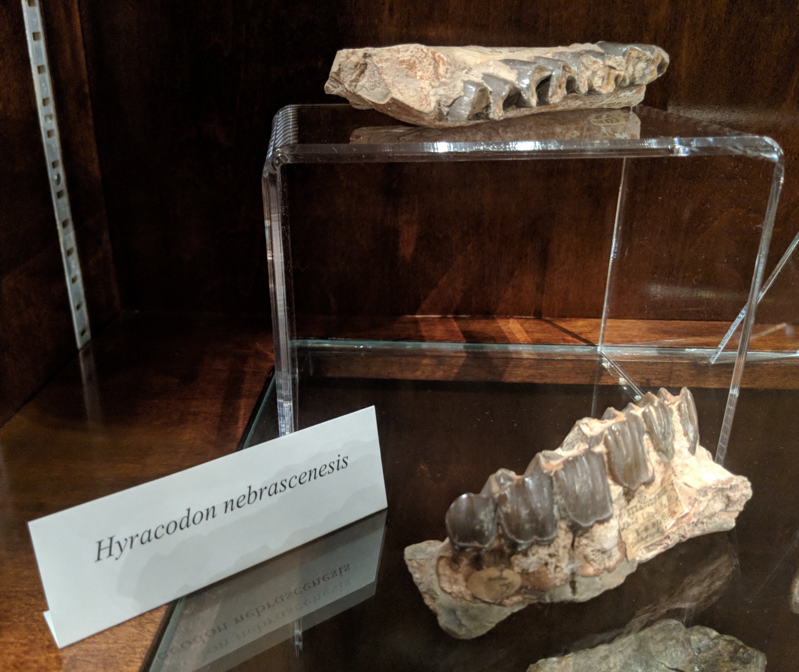 Hyracodon nebrascensis
