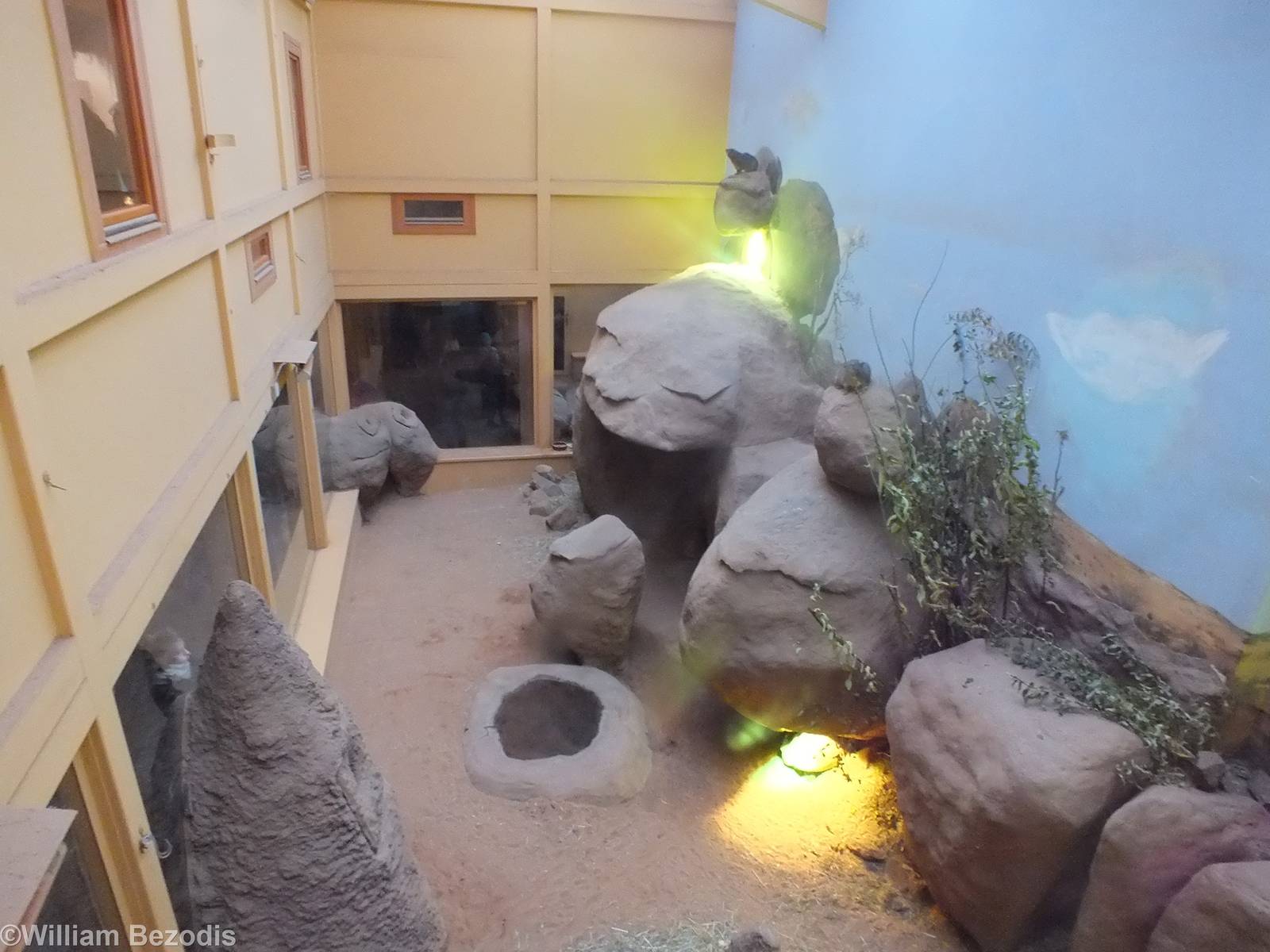 Hyrax (and more) enclosure Viewed from Above