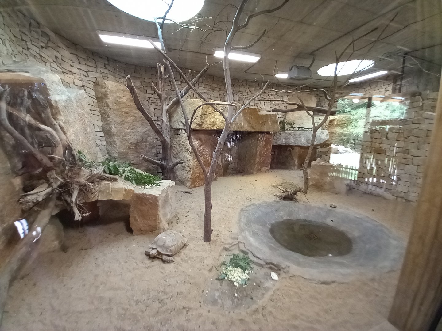 Hyrax and Tortoise's indoor exhibit