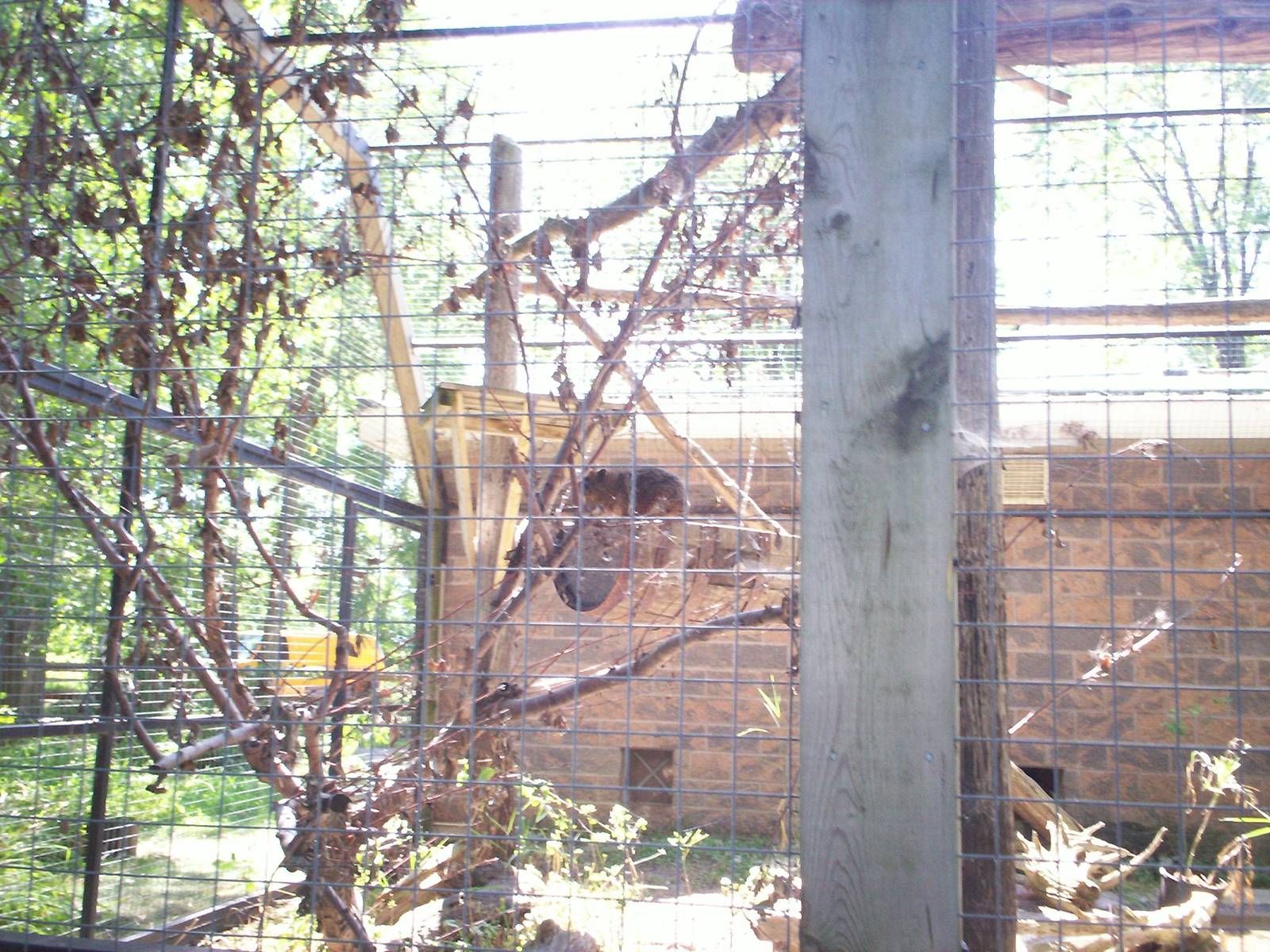 Hyrax at the Peterborough Zoo
