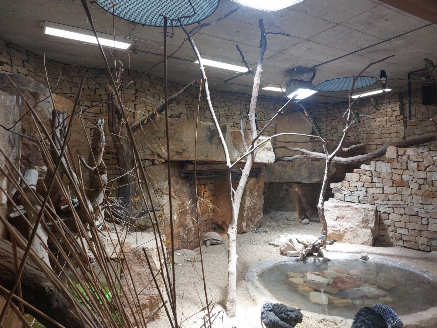 Hyrax, bird & tortoise exhibit