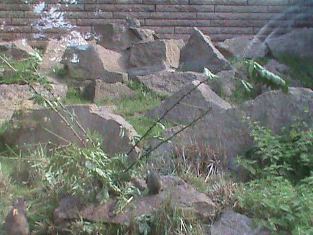 hyrax enclosure 050910