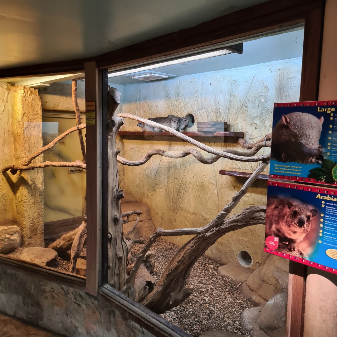 Hyrax Enclosure, Drusillas Park