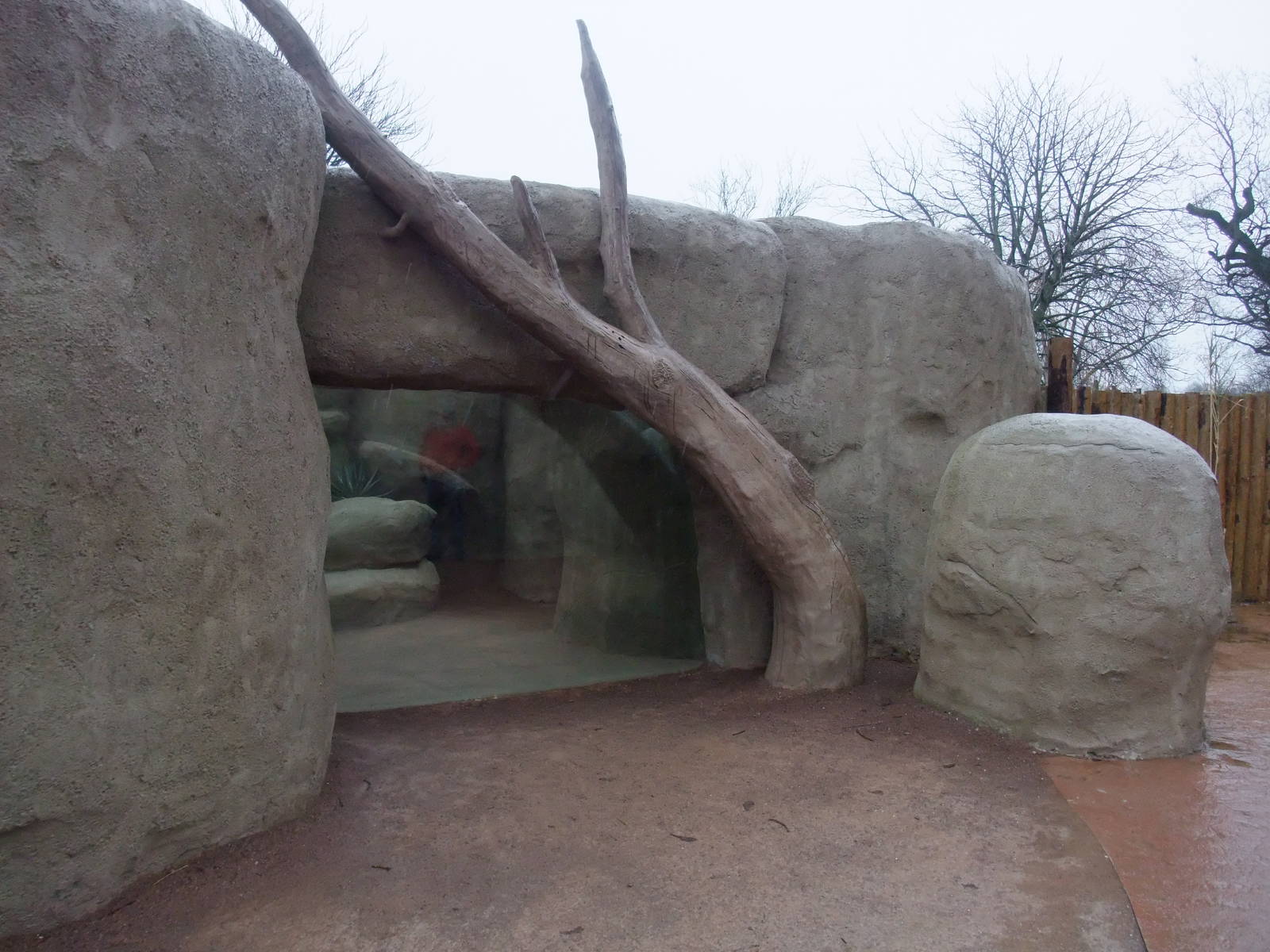 Hyrax Exhibit at Chester, 04/02/12