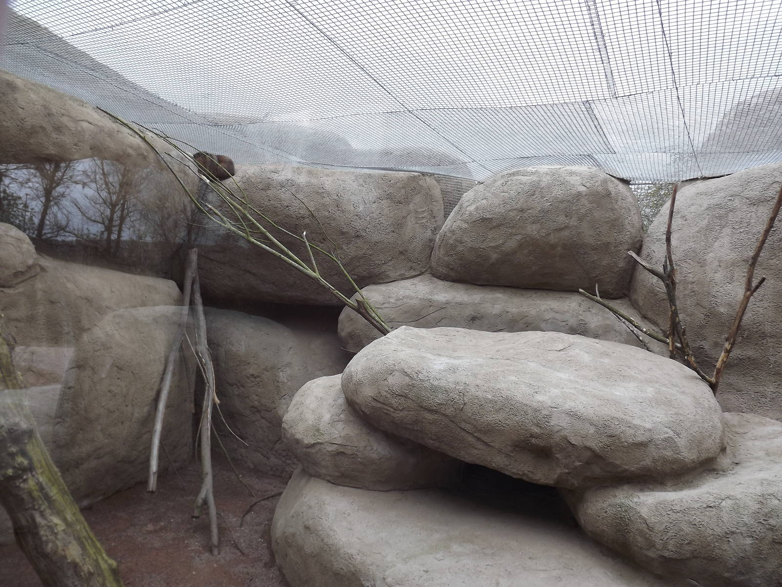 Hyrax exhibit at Chester Zoo 31/03/12