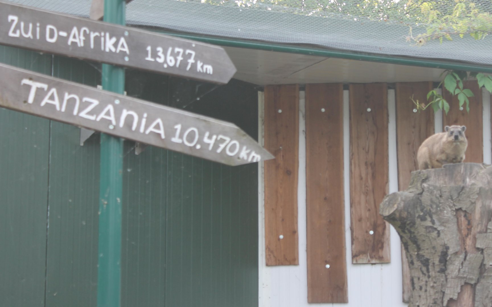 Hyrax - Far away from home.....