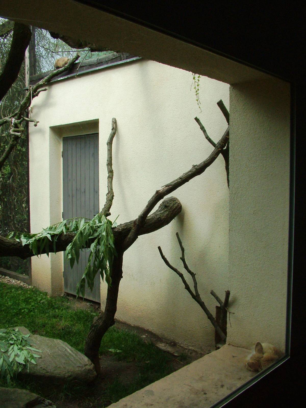 Hyrax/Fox Mixed Exhibit at Dvur Kralove, 27/08/12