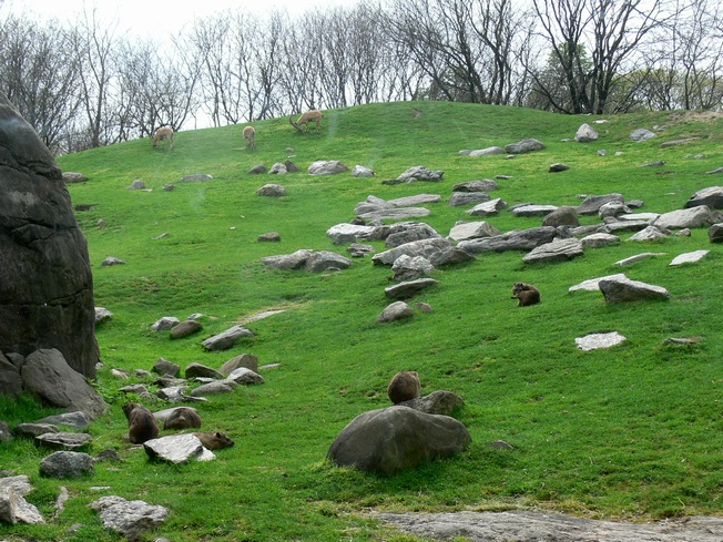 Hyrax group and Nubian ibex