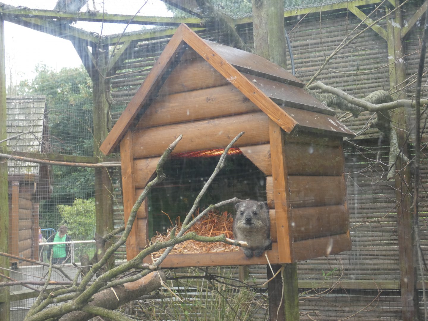 Hyrax in a hut