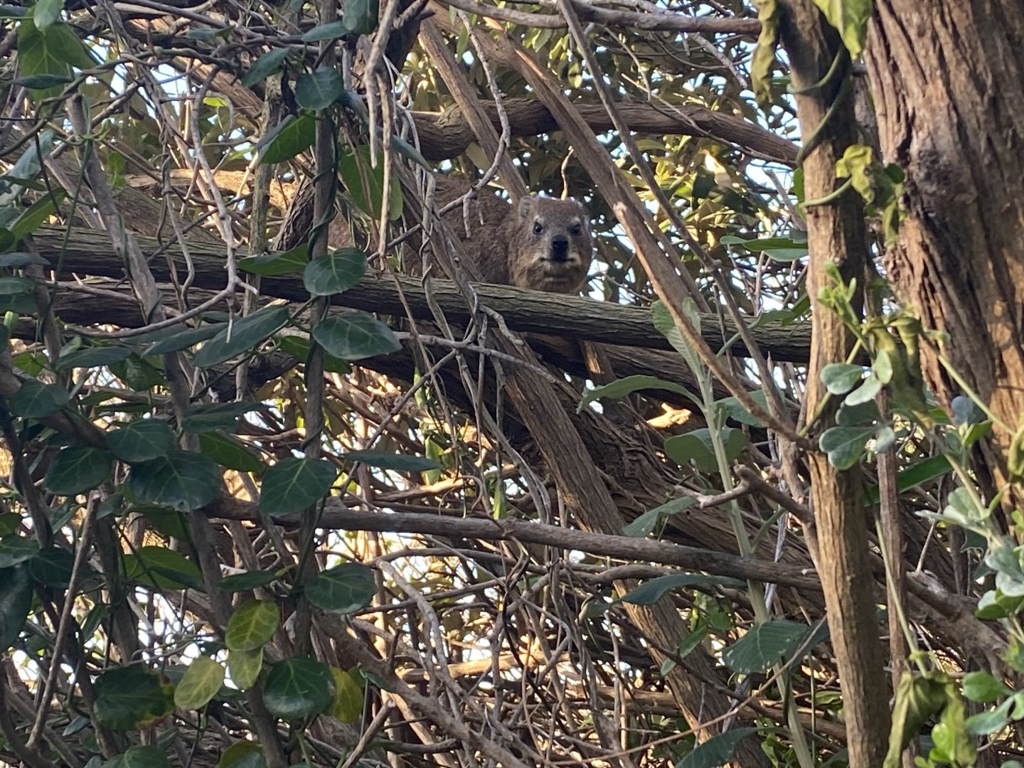 Hyrax in a tree