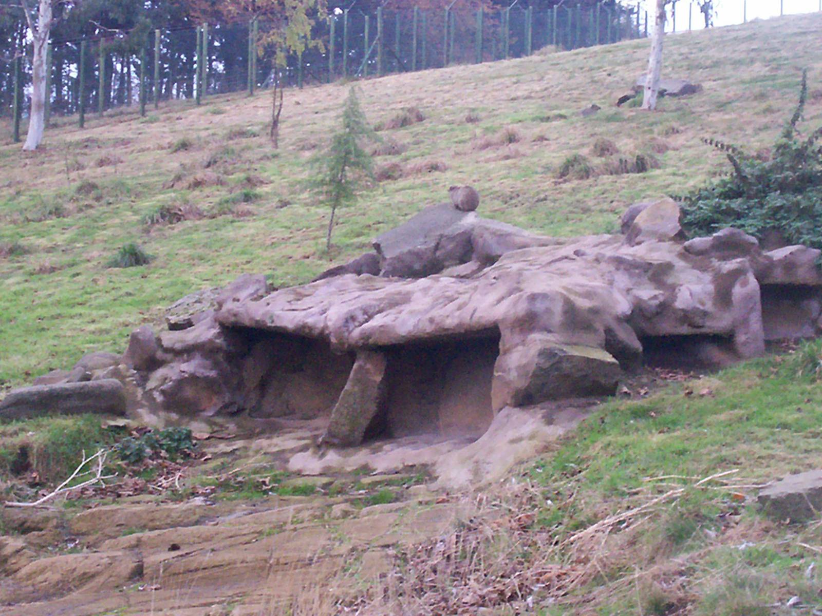 Hyrax in an empty gelada enclosure at Edinburgh zoo