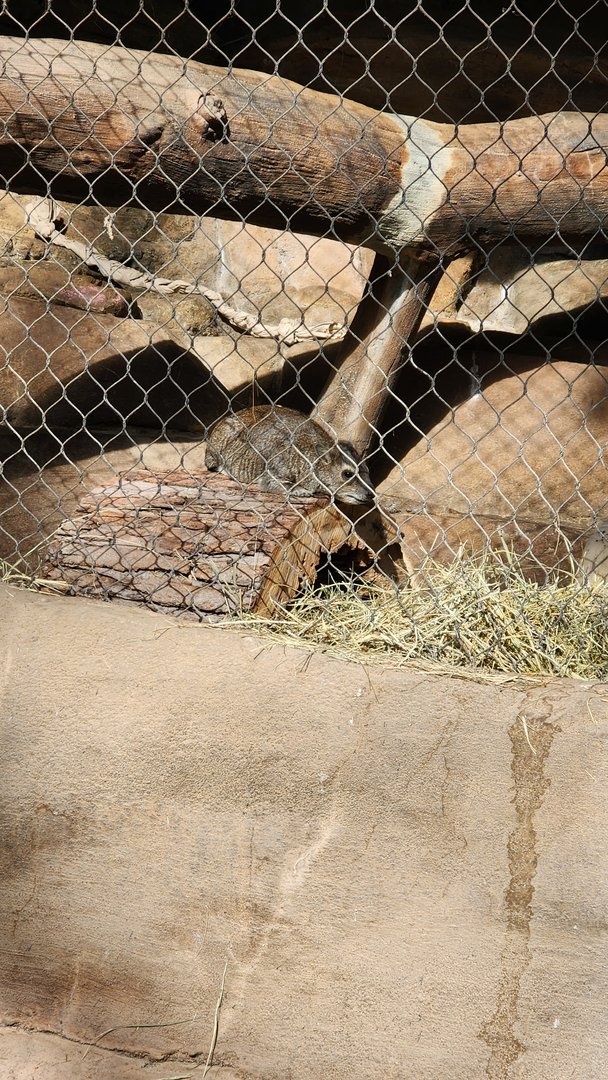 Hyrax in Desert Dome