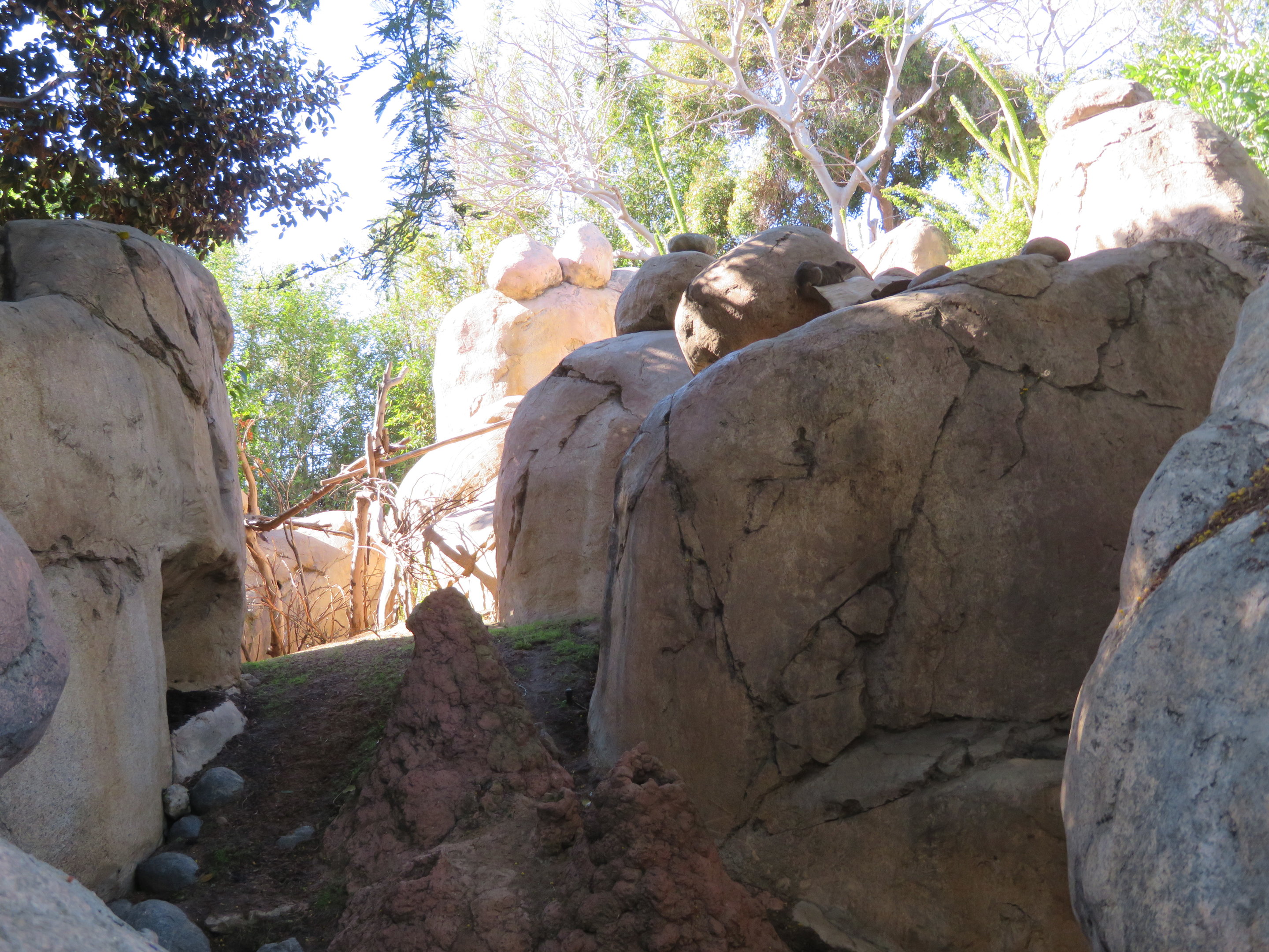 Hyrax/Klipspringer Kopje