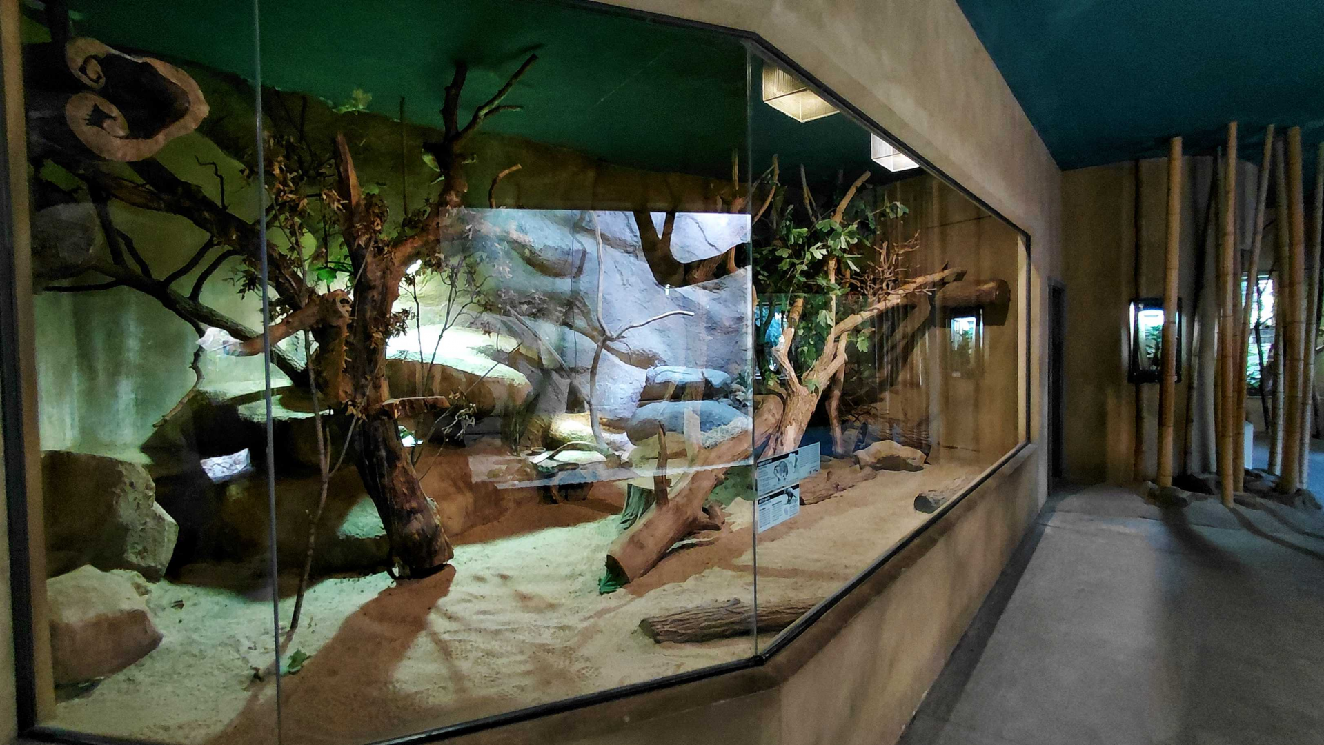 Hyrax + northern treeshrew exhibit