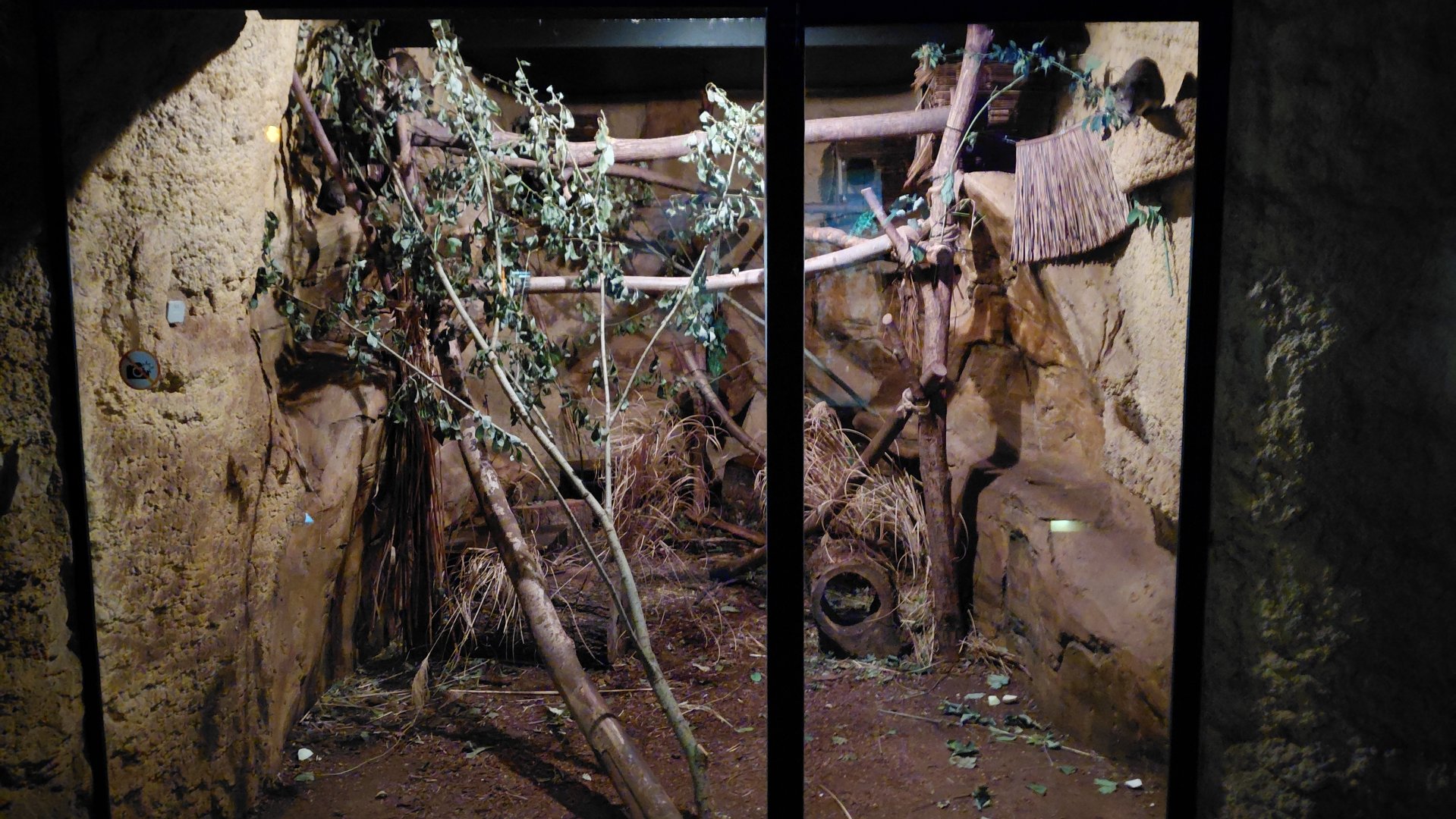 Hyrax + porcupine exhibit