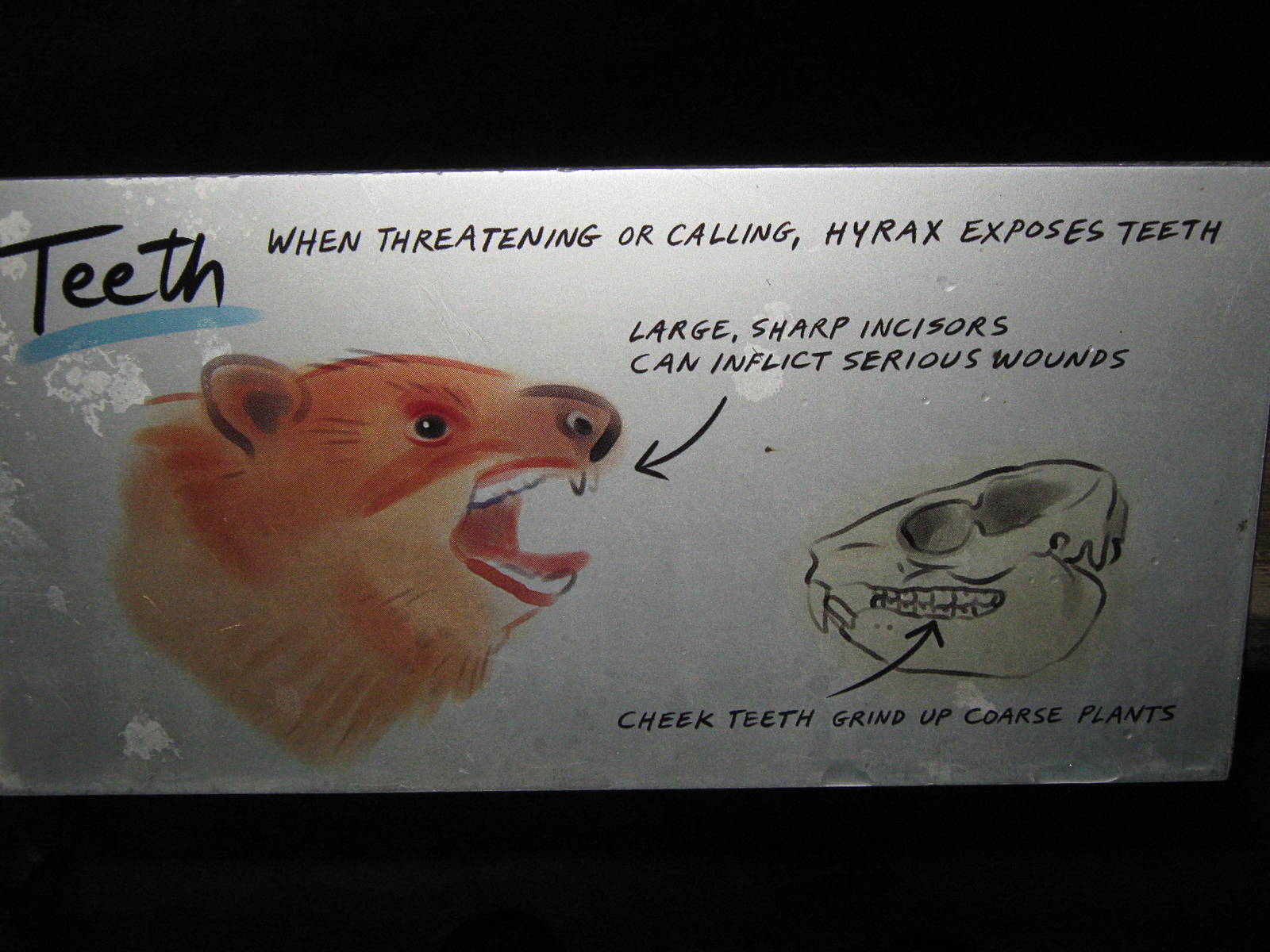 hyrax signage