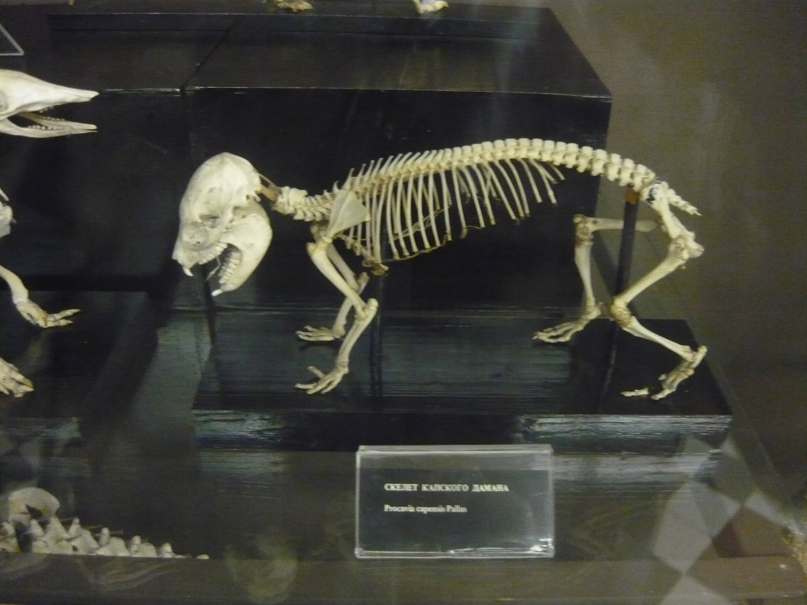 Hyrax skeleton